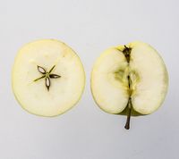 Malus Sieversii - Kaz12